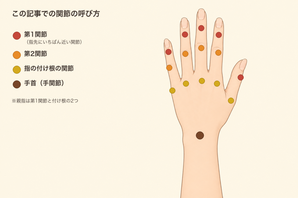 手の関節の呼び方：第1関節（指先にいちばん近い関節）・第2関節・指の付け根の関節・手首（手関節）